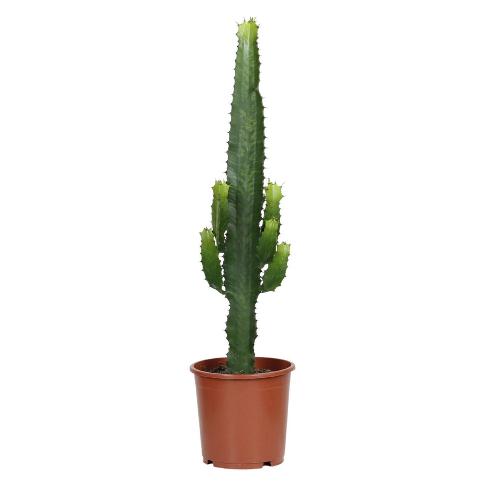 Euphorbia Acrurensis