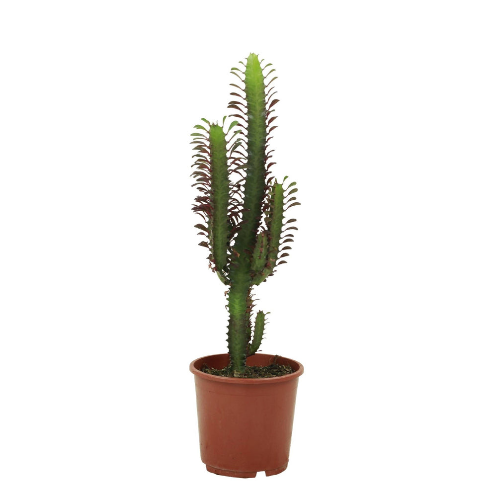 Euphorbia Trigone