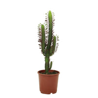 Euphorbia Trigona