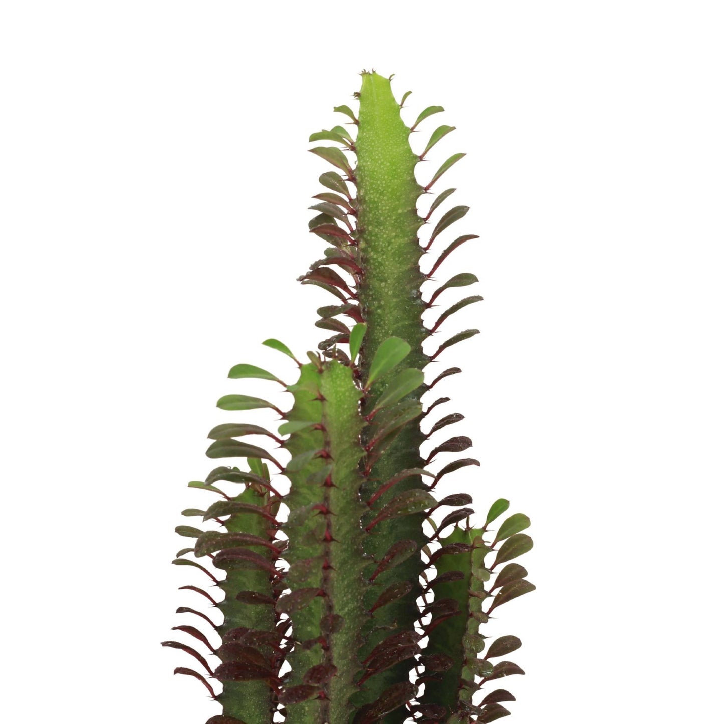 Euphorbia Trigona