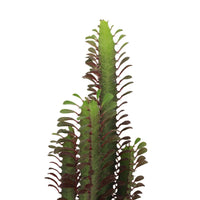 Euphorbia Trigona