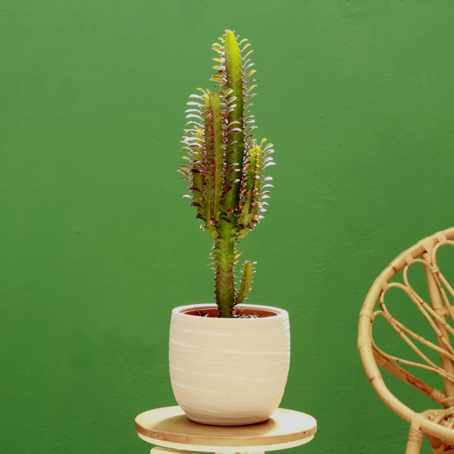 Euphorbia Trigona