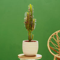 Euphorbia Trigona