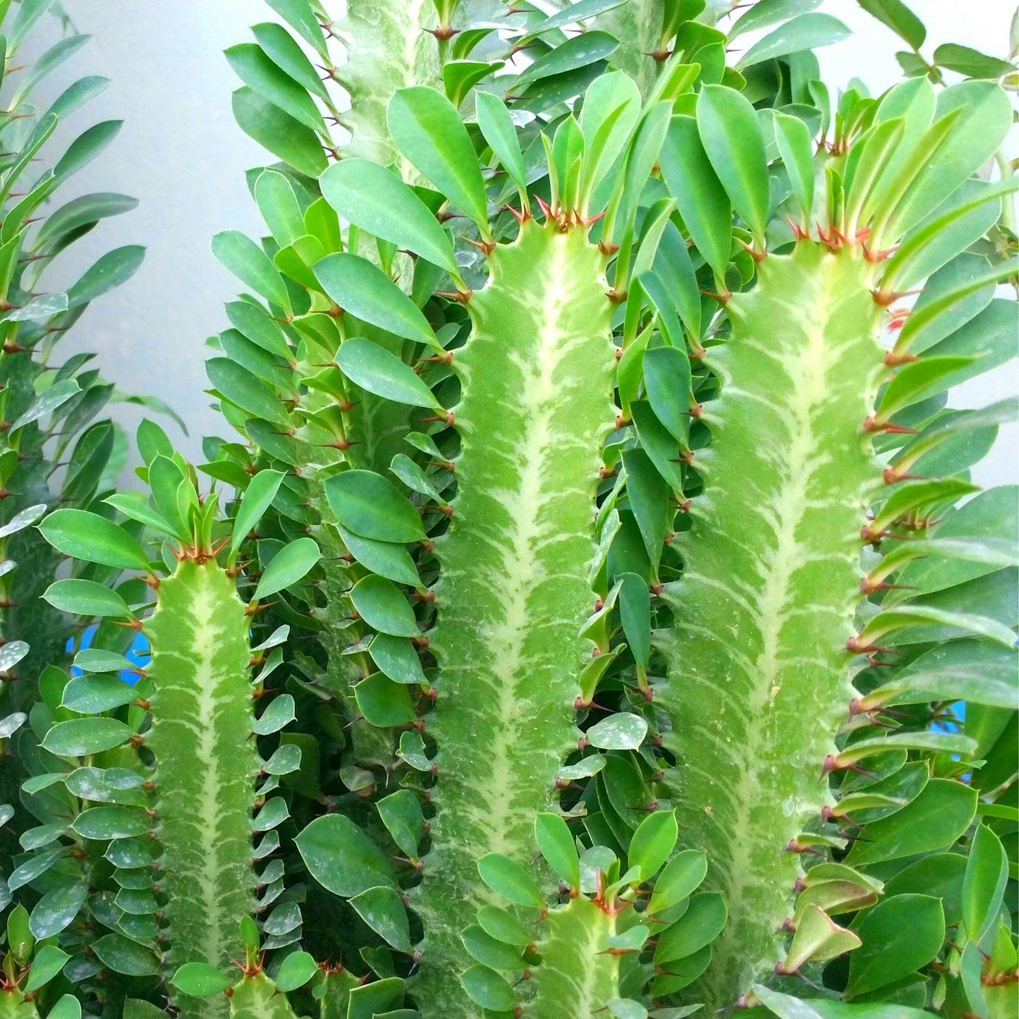 Euphorbia Trigona