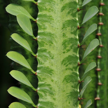 Euphorbia Trigona