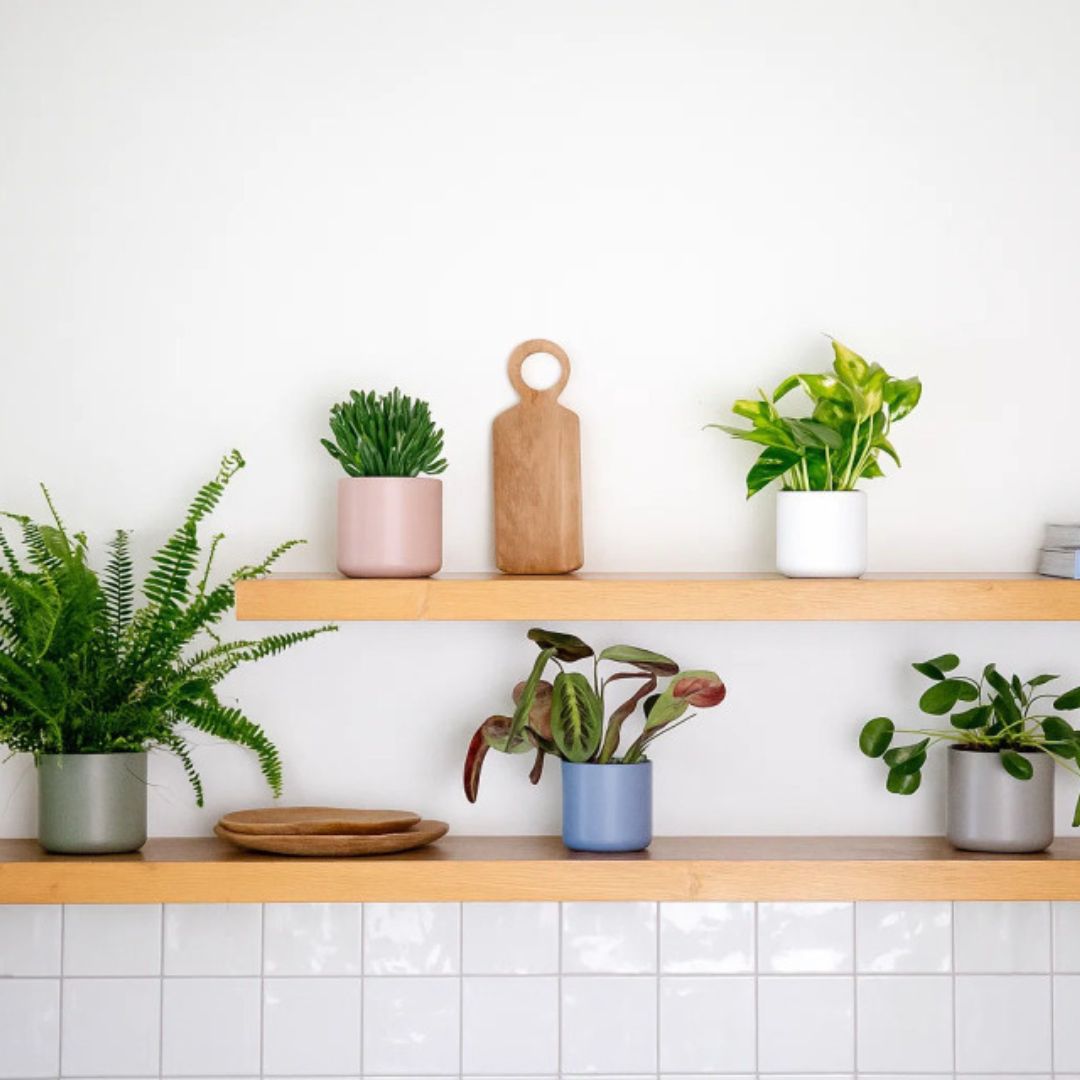 Decoração com Plantas | Consultoria Online