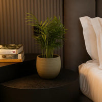 Decoração com Plantas | Consultoria Online