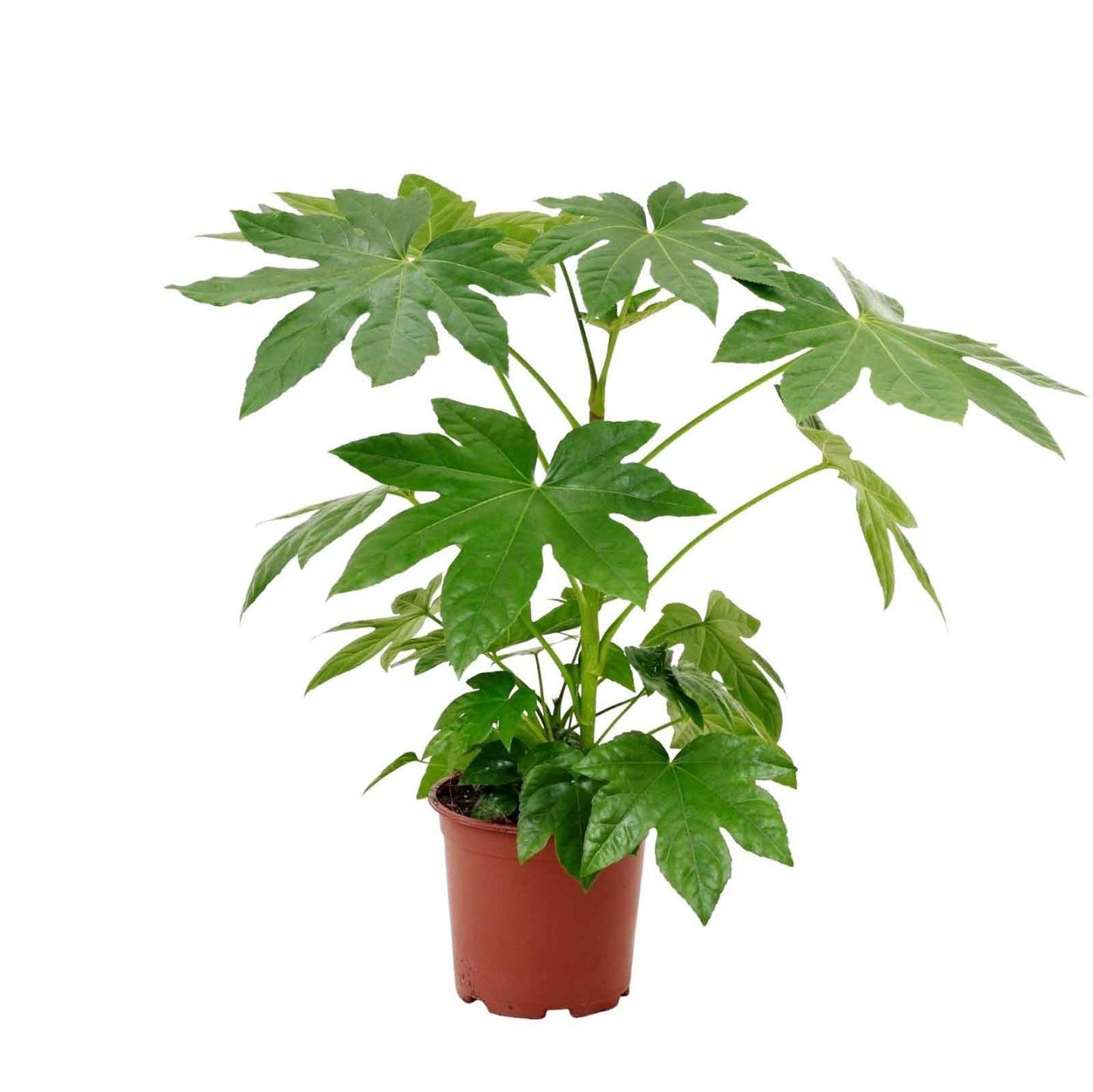 Japanese Fatsia