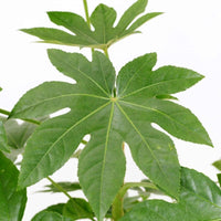 Japanese Fatsia