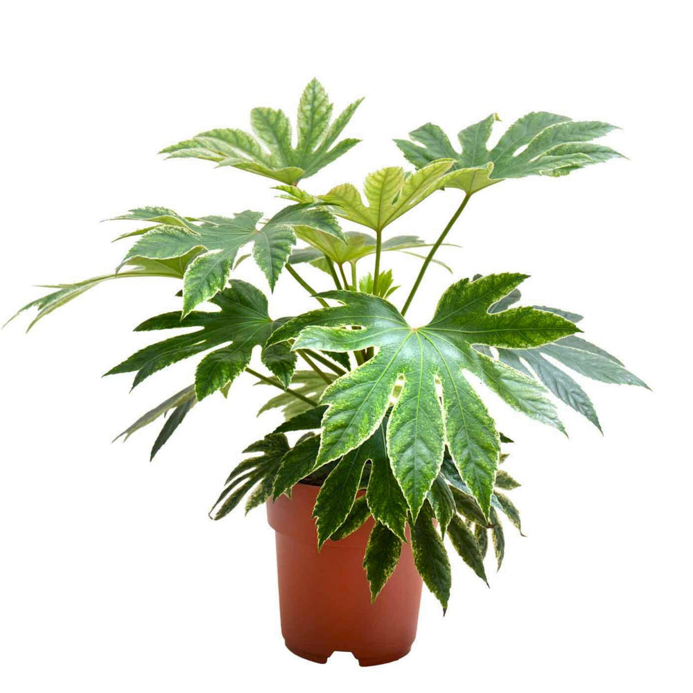 Fatsia Japonica Ragnatela