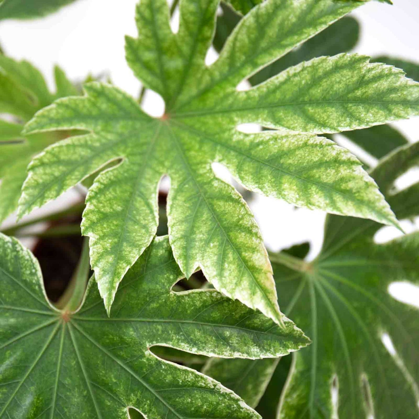 Fatsia Japonica Spider's Web