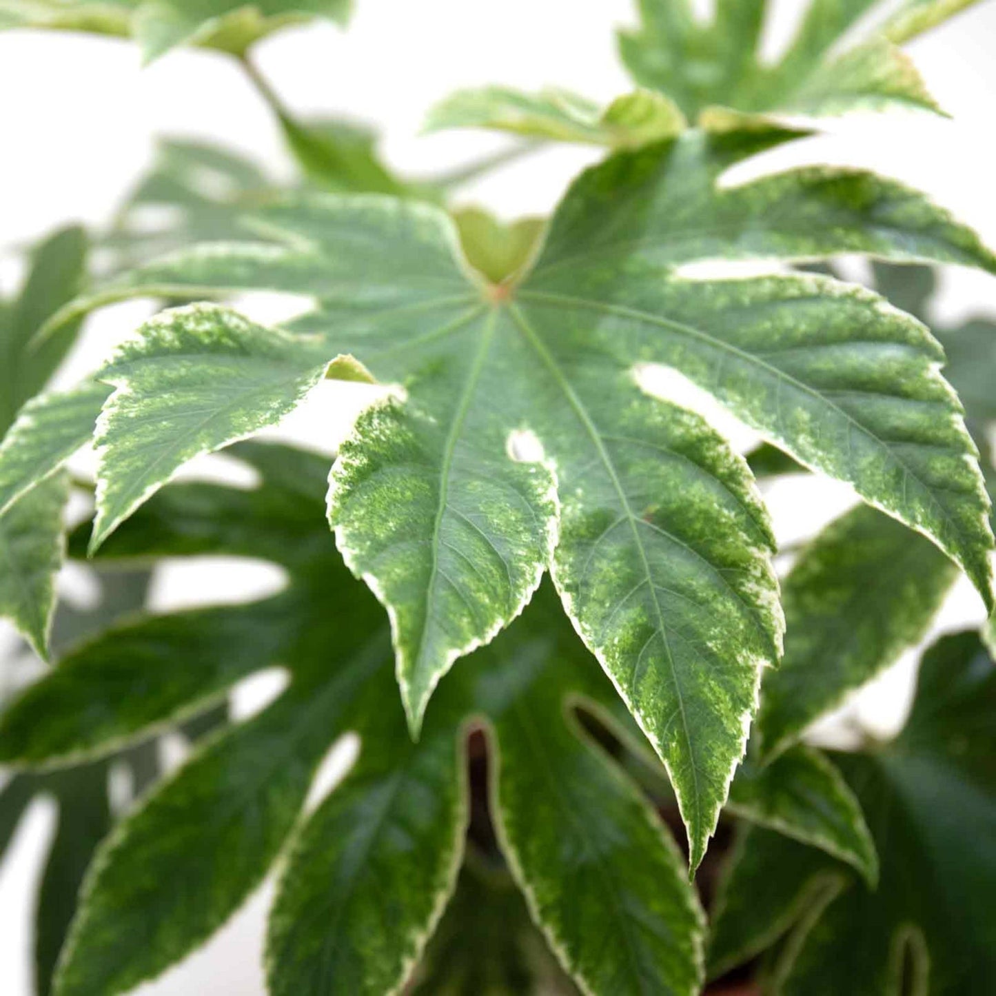 Fatsia Japonica Spider's Web