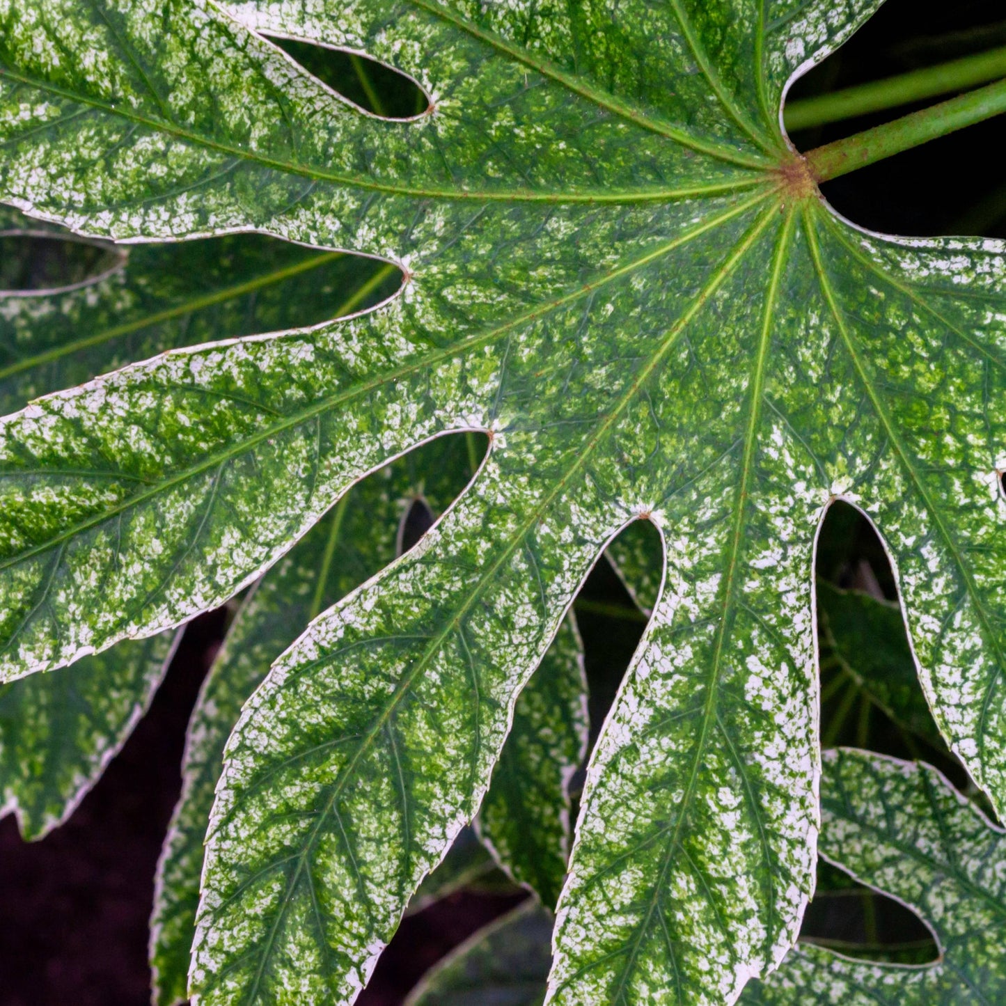 Fatsia Japonica Spider's Web