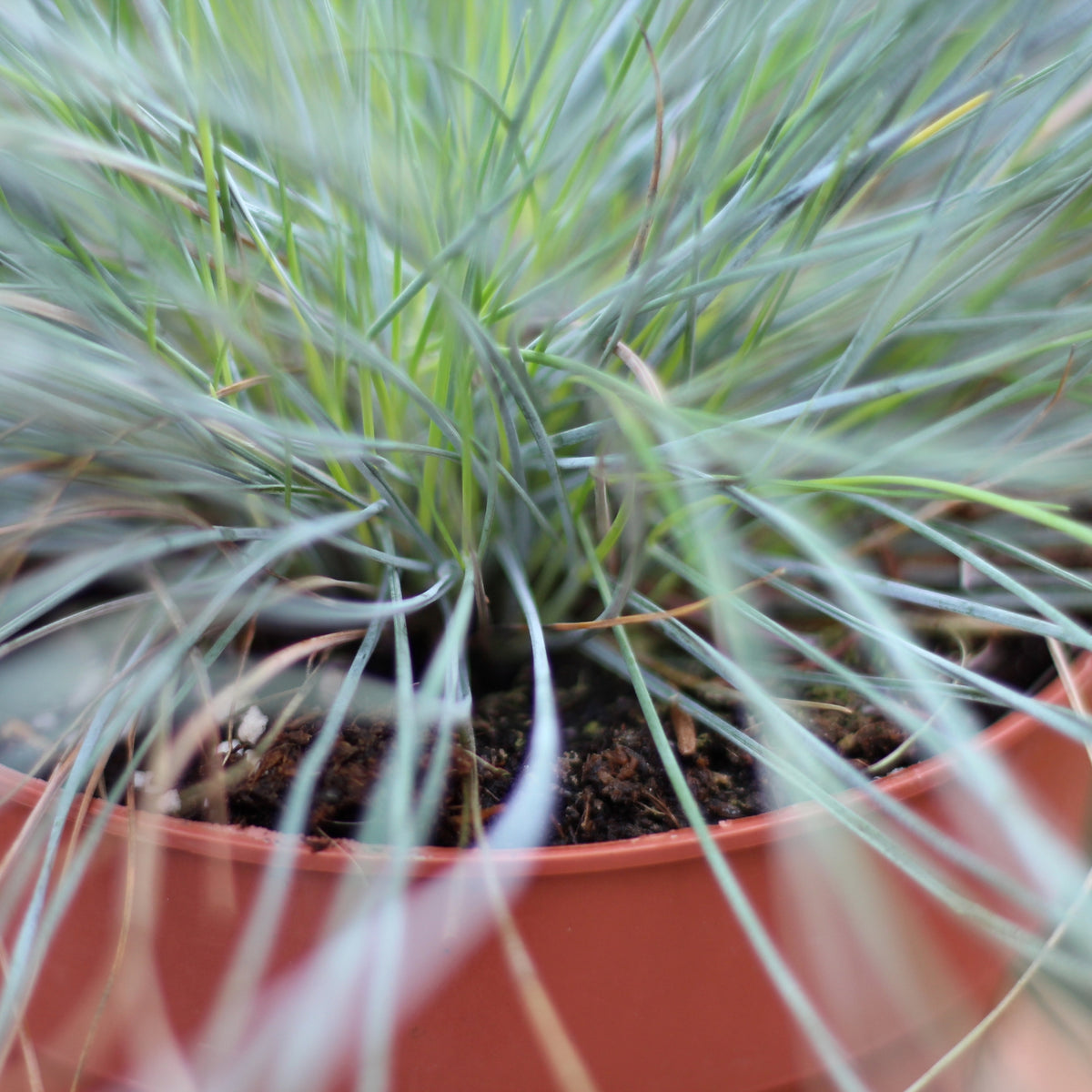 Festuca Glauca | Festuca Azul