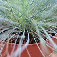Festuca Glauca | Festuca Azul