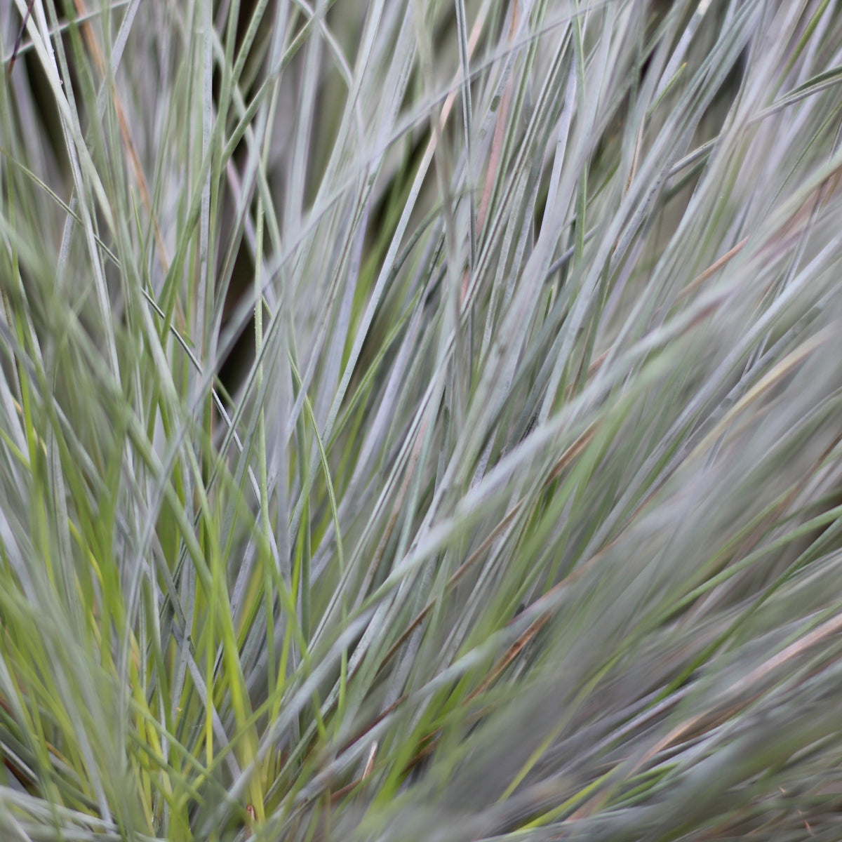 Festuca Glauca | Festuca Azul