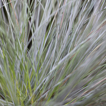 Festuca Glauca | Festuca Azul