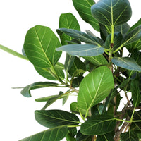 Ficus Audrey