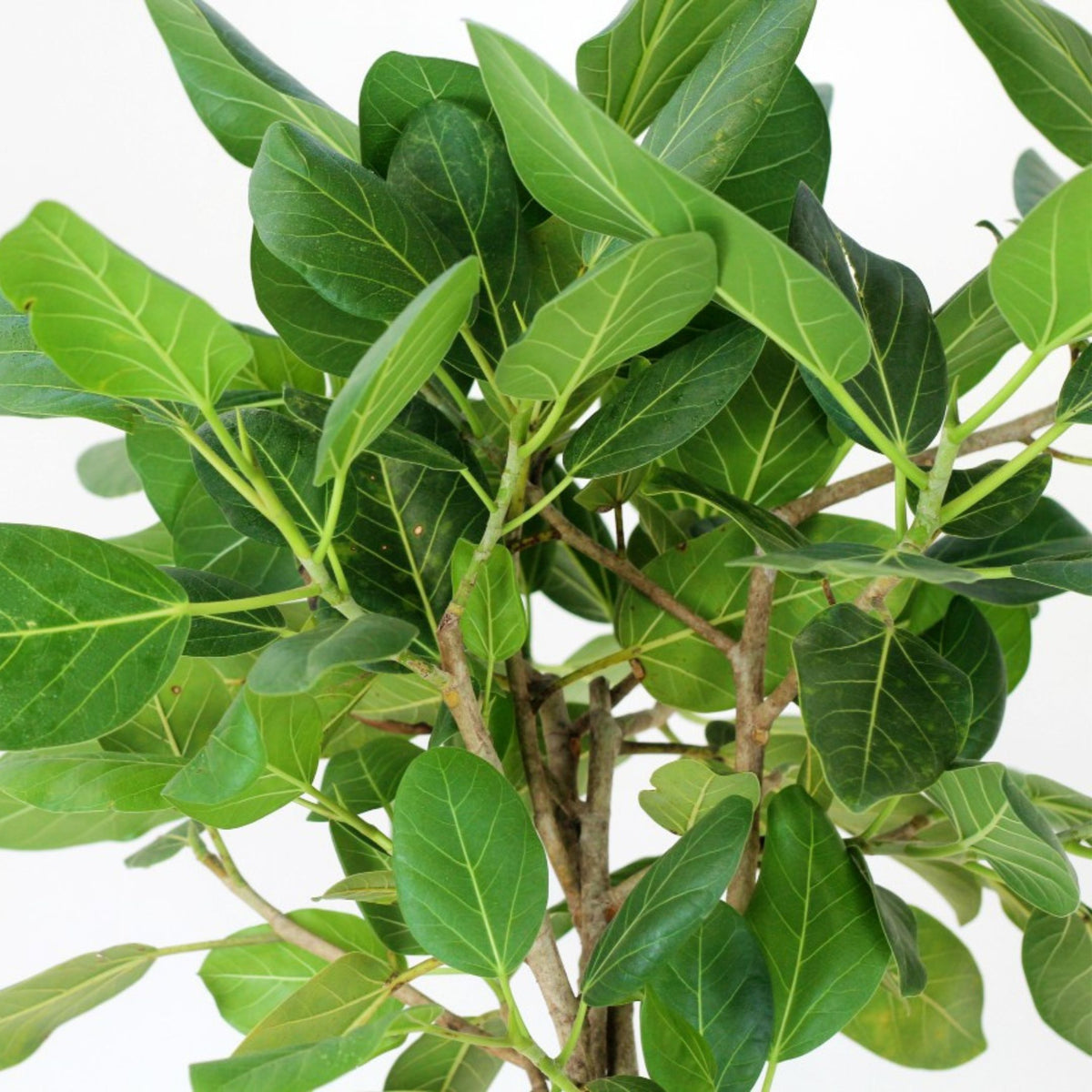 Princess Ficus Ficus Audrey | Bioma Plants