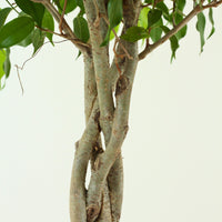 Ficus Exotica