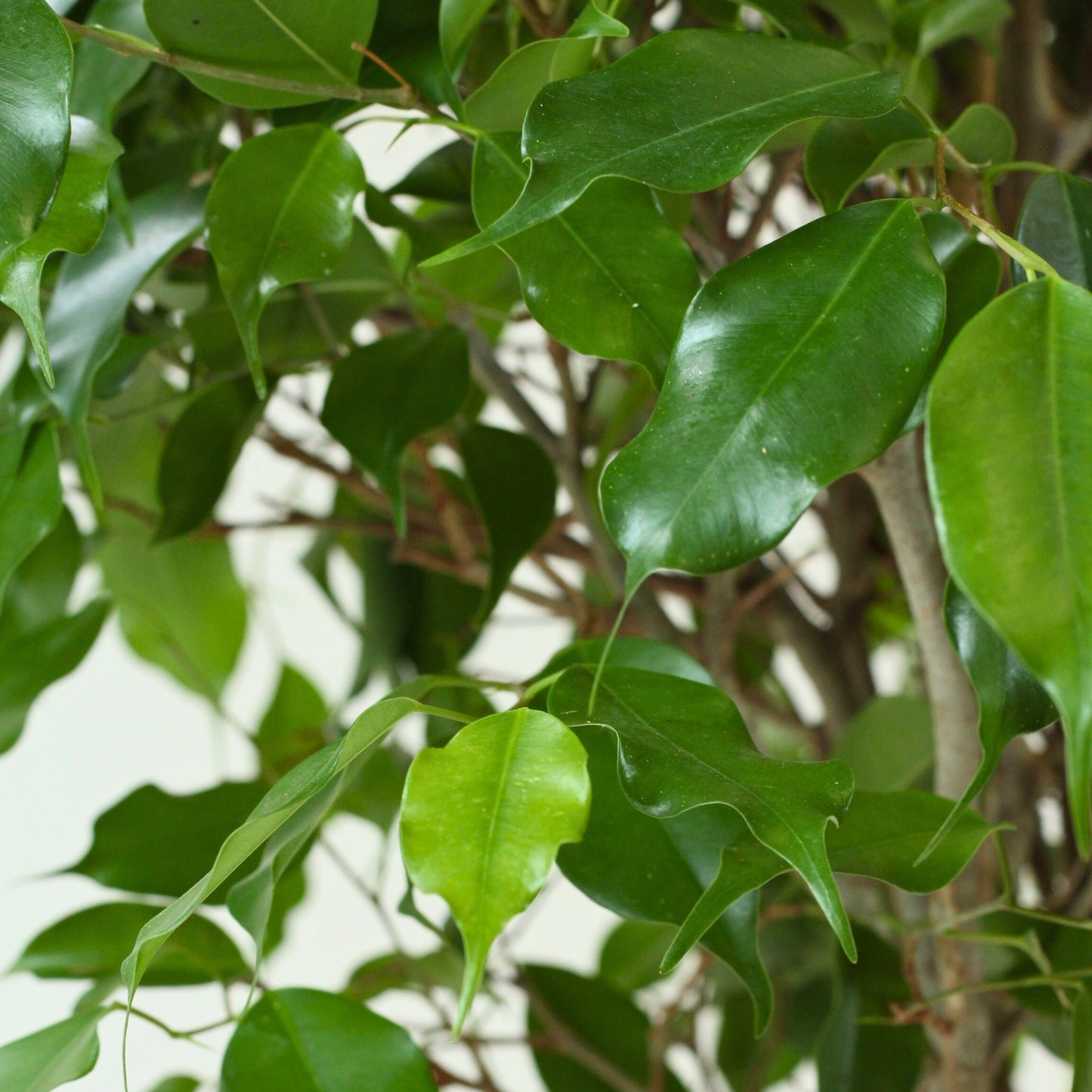 Ficus Exotica