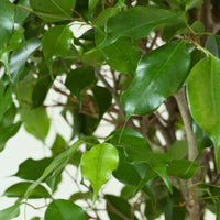 Ficus Exotica