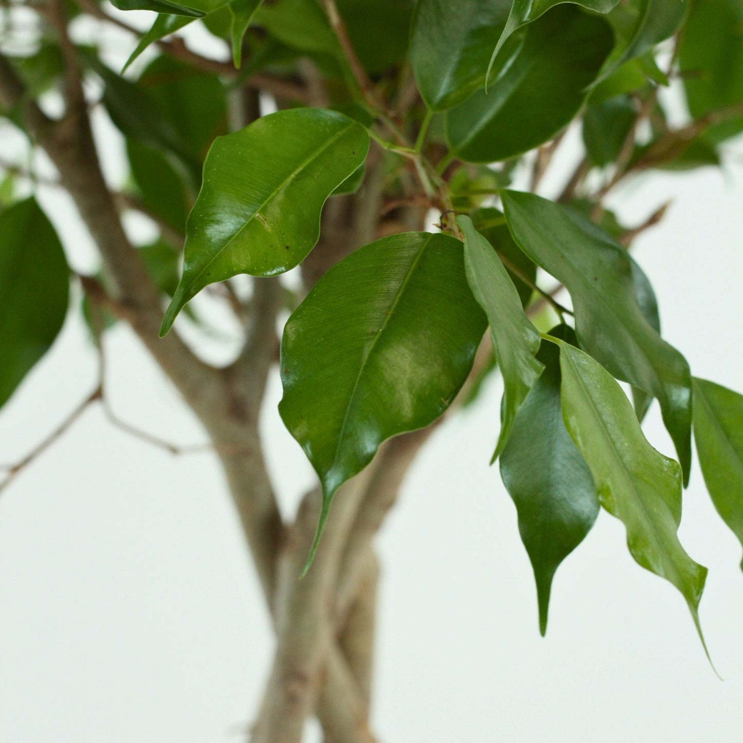 Ficus Exotica