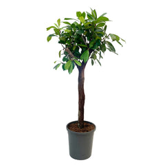 Ficus Cyathistipula