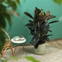 Ficus Elastica Abidjan em vaso, com folhas verde-escuras e reflexos bordeaux, em ambiente aconchegante.