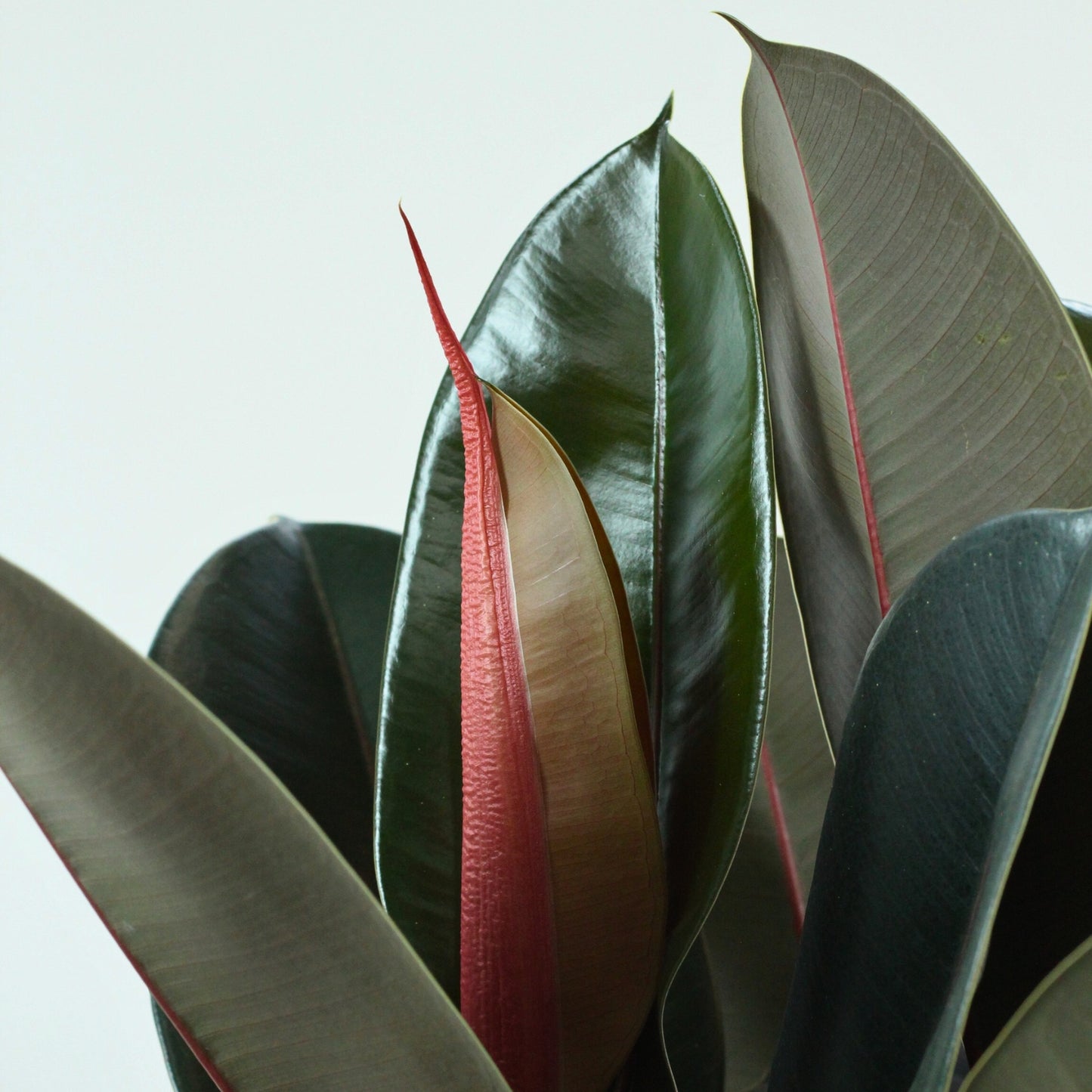 Ficus Elastica Abidjan com folhas verdes escuras e reflexos bordeaux, ideal para decorar ambientes.