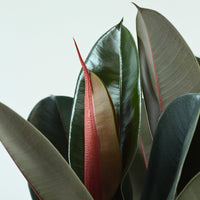 Ficus Elastica Abidjan com folhas verdes escuras e reflexos bordeaux, ideal para decorar ambientes.