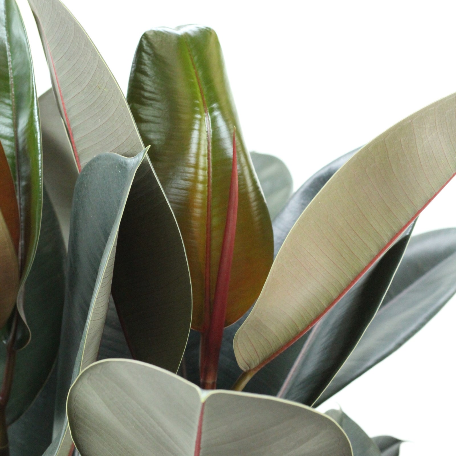 Ficus Elastica Abidjan com folhas brilhantes verde-escuras e reflexos bordeaux, ideal para decoração.