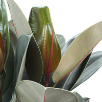 Ficus Elastica Abidjan com folhas brilhantes verde-escuras e reflexos bordeaux, ideal para decoração.