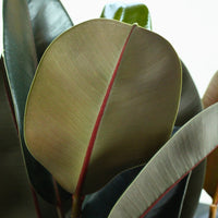 Ficus Elastica Abidjan com folhas brilhantes verde-escuras e reflexos bordeaux, ideal para decorar espaços.