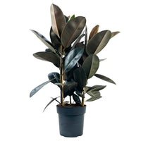 Ficus Elastica Abidjan em vaso, com folhas verde-escuras e reflexos bordeaux, traz elegância e vida a qualquer ambiente.