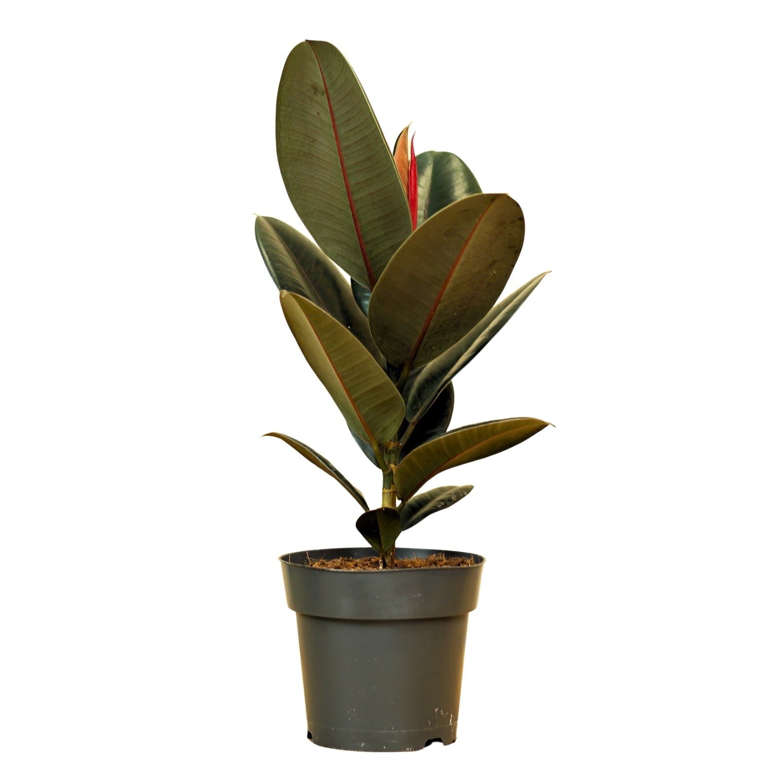 Ficus Elastica Abidjan