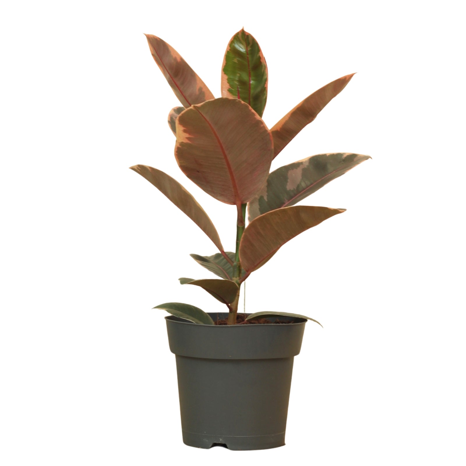 Ficus Elastica Ruby em vaso, com folhas variegadas em verde, creme e rosa, ideal para decoração interna.