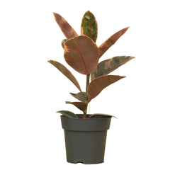 Ficus Elastica Ruby