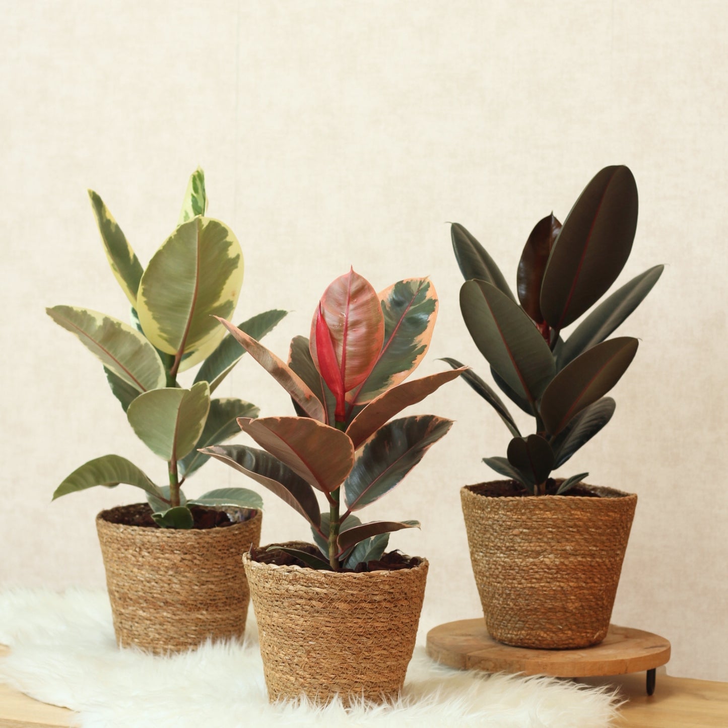 Imagem de três Ficus Elastica Ruby em vasos de palha, destacando suas folhagens variegadas em verde, creme e rosa.