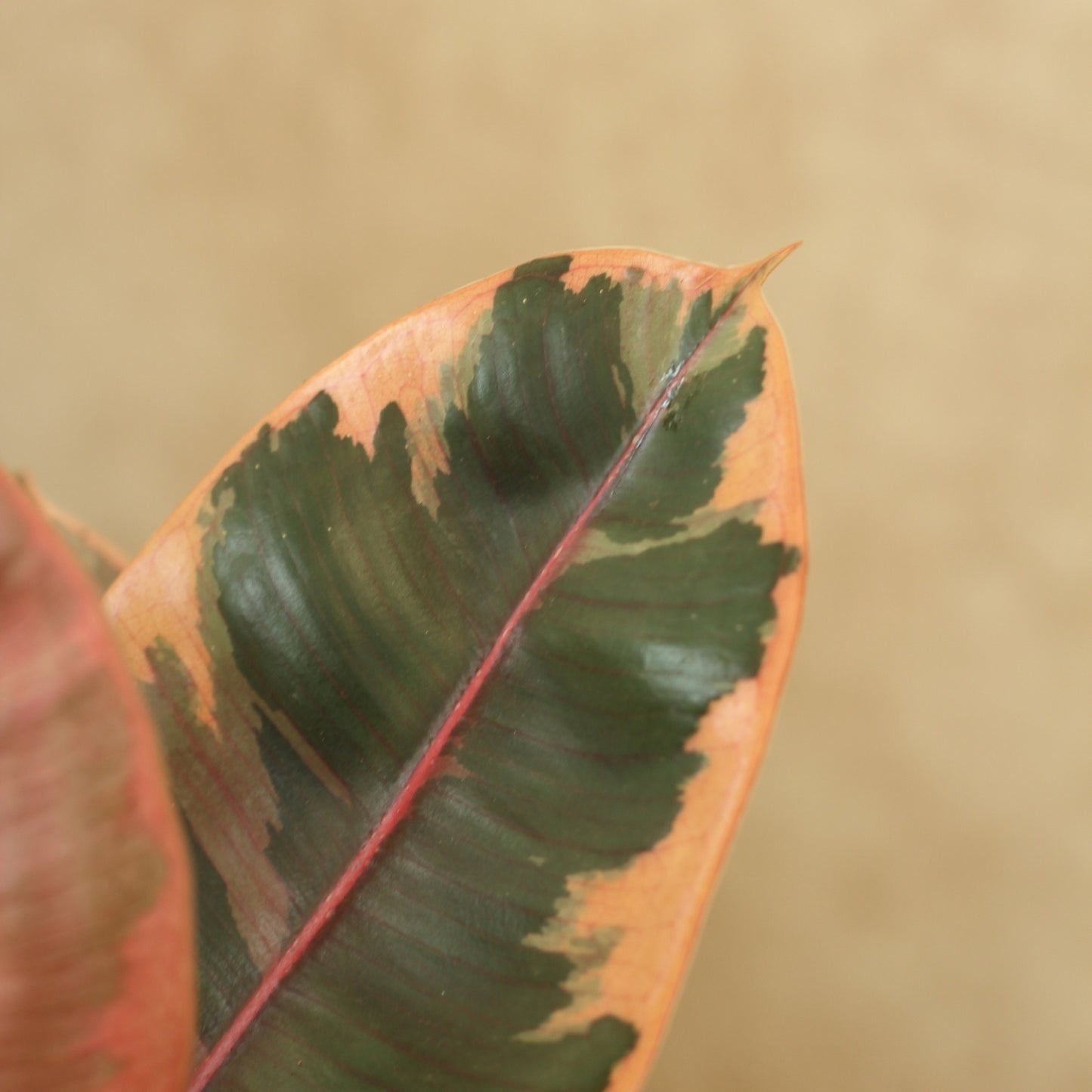Close-up of a Ficus Elastica Ruby leaf showcasing its striking variegated colors of green, creme, and pink.