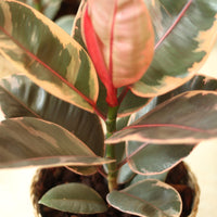 Ficus Elastica Ruby com folhas variegadas em verde, creme e rosa, ideal para decoração de interiores.
