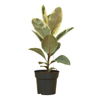 Ficus Elastica Tineke