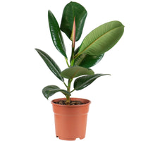 Ficus Elastica