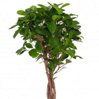 Ficus Microcarpa Moclame