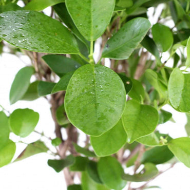 Ficus Microcarpa Moclame