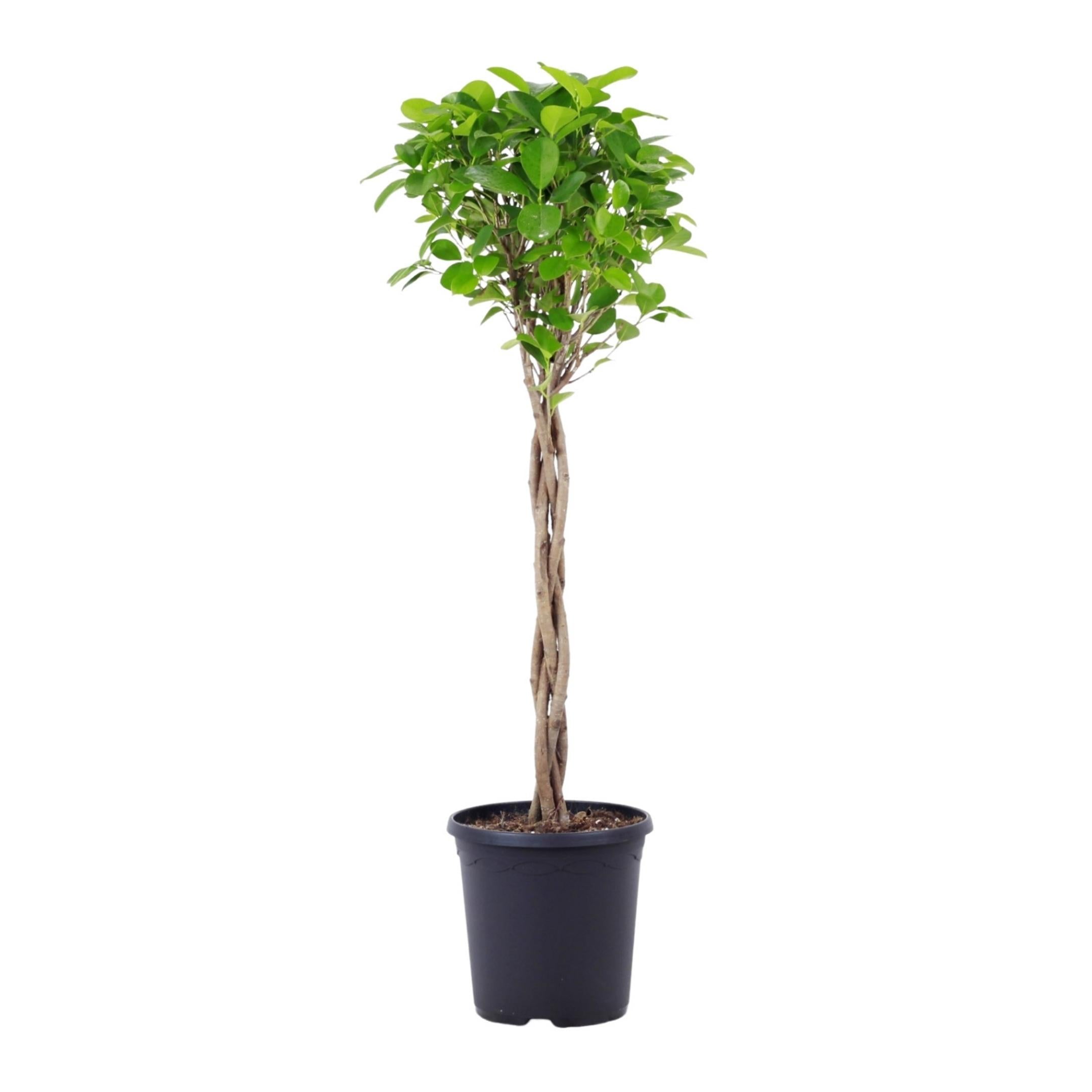 Ficus Microcarpa Moclame