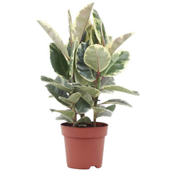 Ficus Elastica Tineke