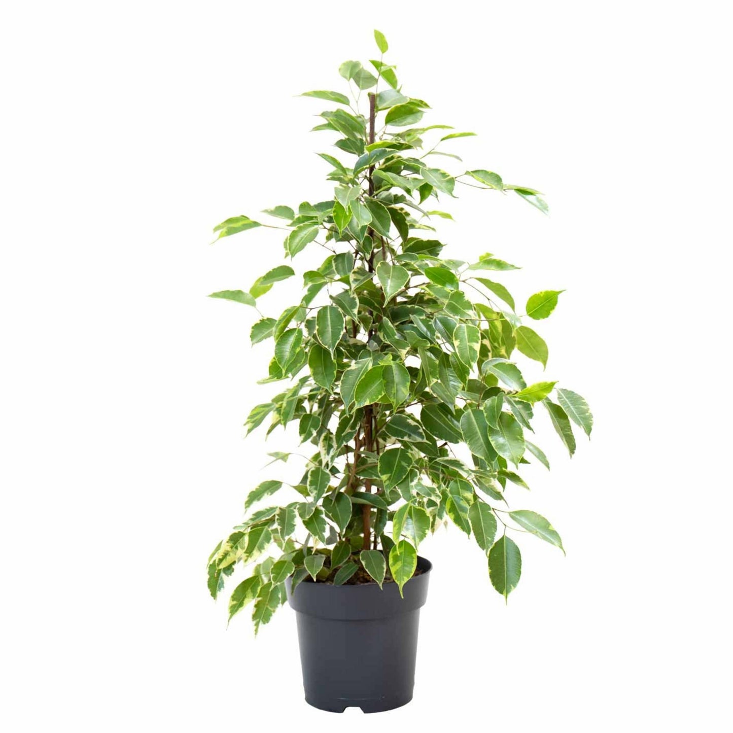 Ficus Golden King