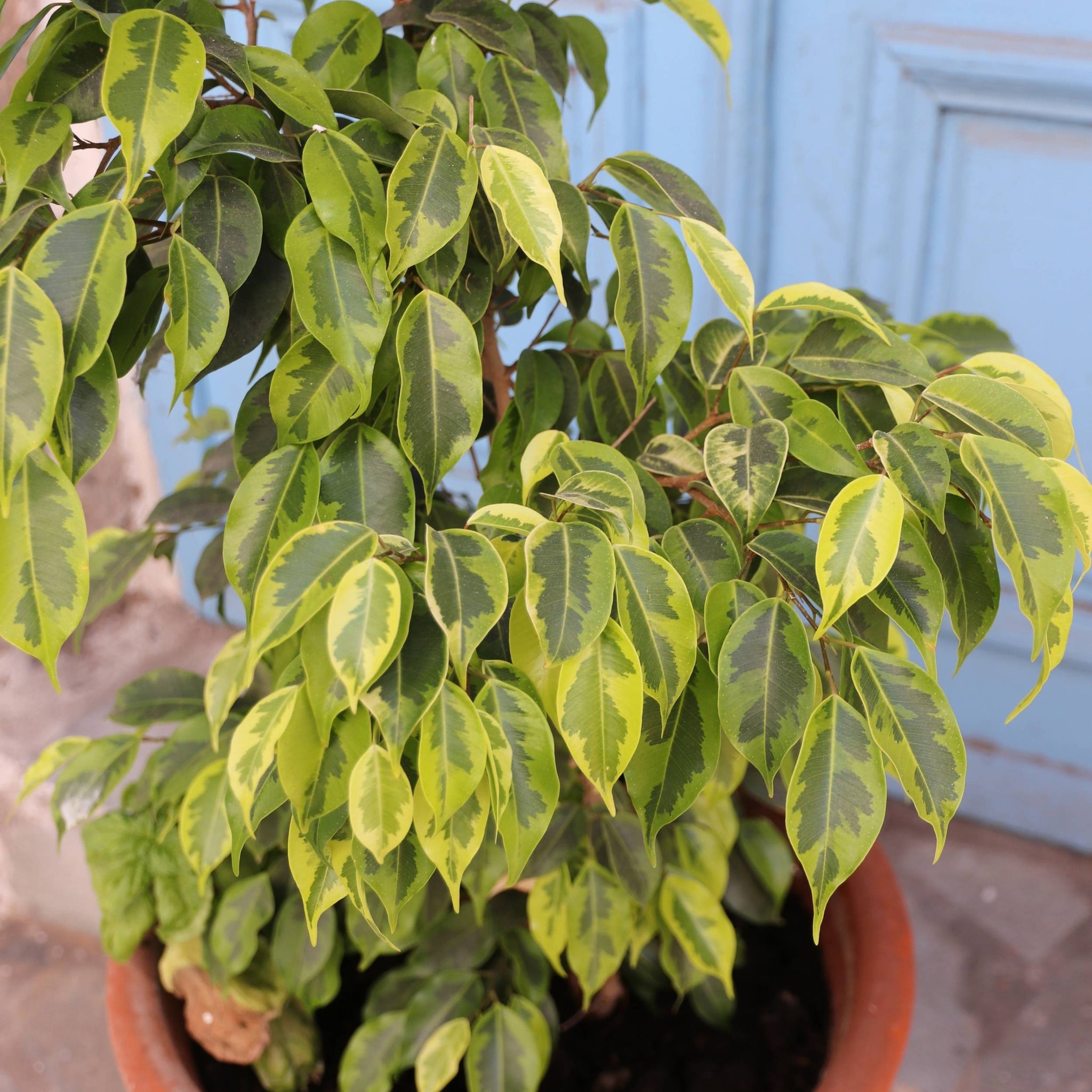 Ficus Benjamina Golden King | Bioma Plants