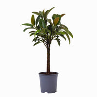 Ficus Melany